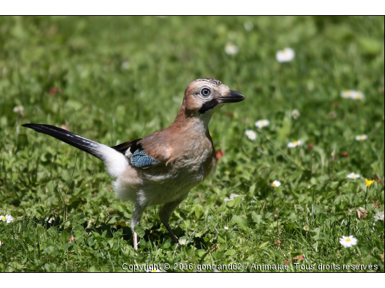 geai - Photo de Oiseaux