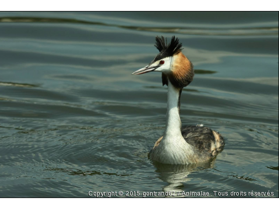 grebe huppè - Photo de Oiseaux