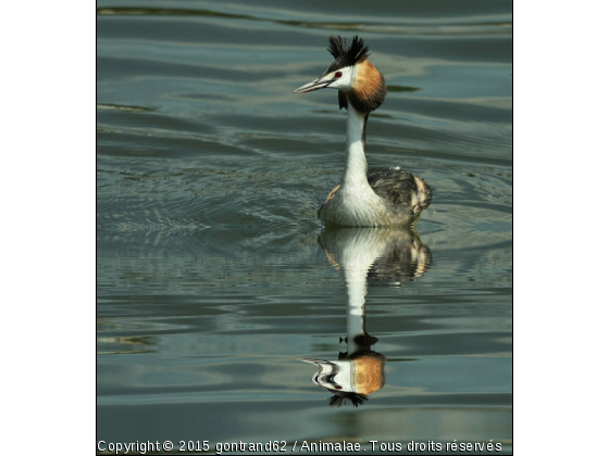 grebe huppè - Photo de Oiseaux
