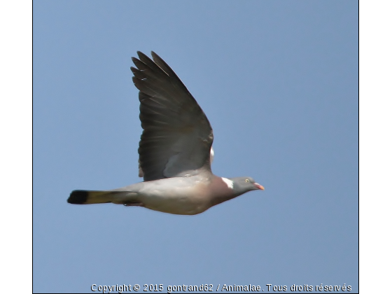 pigeon - Photo de Oiseaux