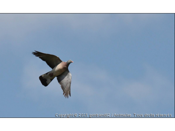 pigeon ramier - Photo de Oiseaux