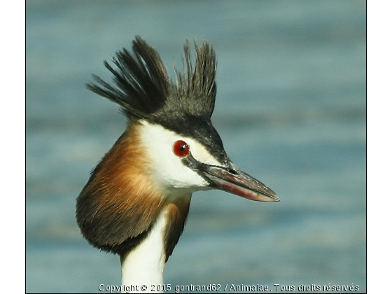 grebe - Photo de Oiseaux