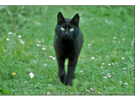 chat - Photo de Chats