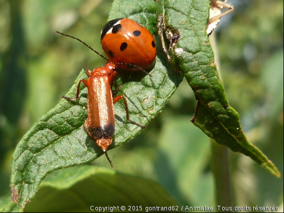 coccinelle et gendarme - Photo de Microcosme