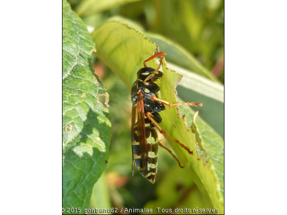 guepe - Photo de Microcosme