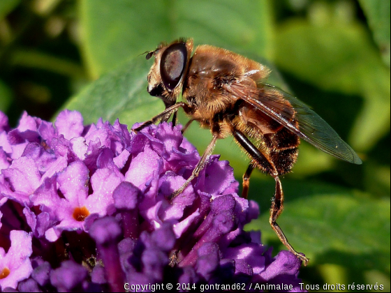 mouche - Photo de Microcosme