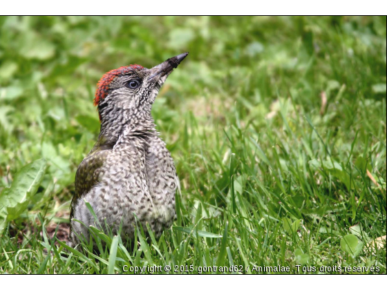 pic vert - Photo de Oiseaux