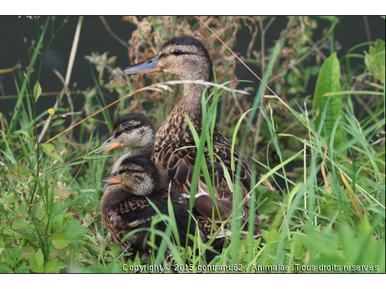 canards - Photo de Oiseaux