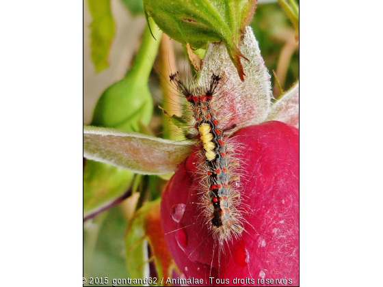 chenille - Photo de Microcosme