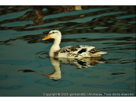 canard - Photo de Animaux Ferme