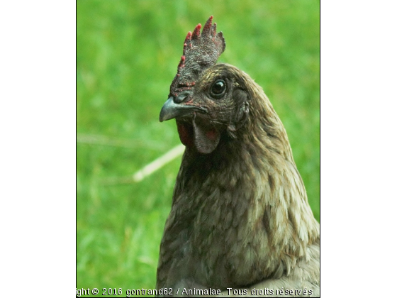 poule - Photo de Animaux Ferme