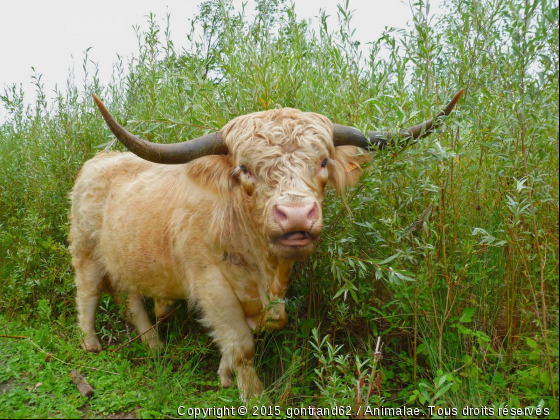 boeuf highlande - Photo de Animaux Ferme