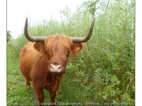 boeuf highland - Photo de Animaux Ferme