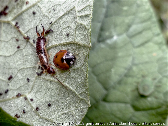 coccinelle - Photo de Microcosme