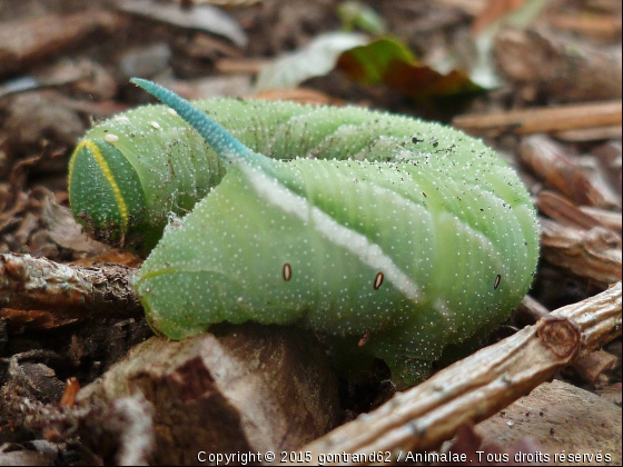 chenille - Photo de Microcosme