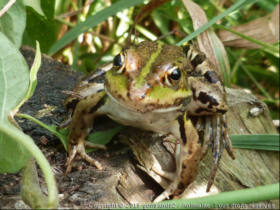 grenouille - Photo de Animaux sauvages