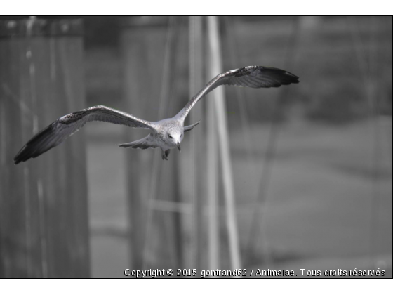 goeland - Photo de Oiseaux