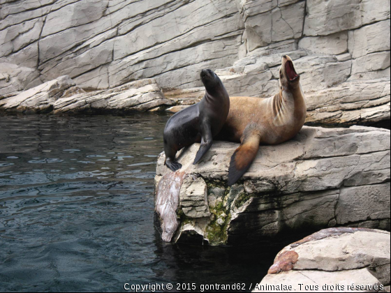 duo chantant - Photo de Faune marine