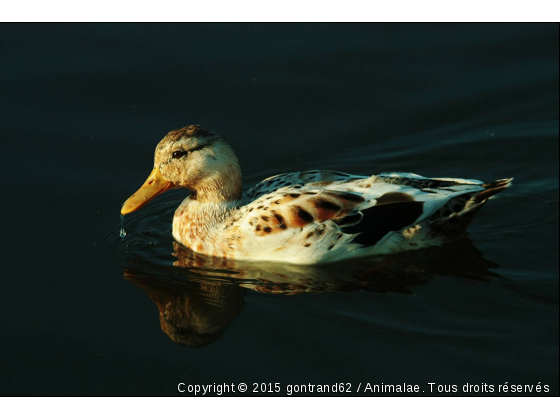 canard - Photo de Oiseaux