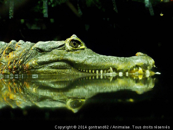 crocodile - Photo de Reptiles