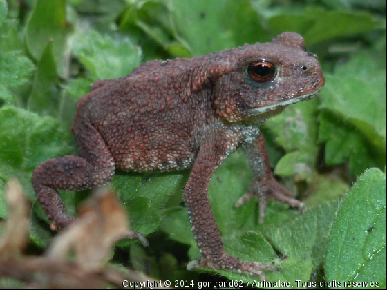 crapaud - Photo de Animaux sauvages