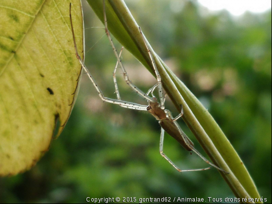araignée - Photo de Microcosme