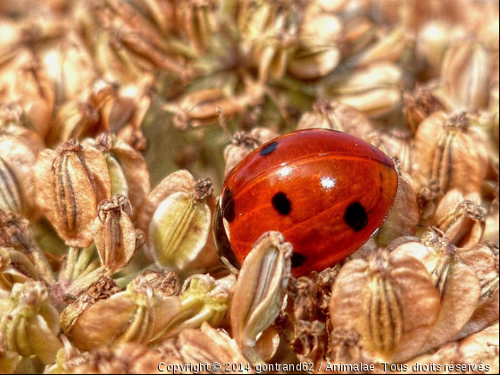 coccinelle - Photo de Microcosme