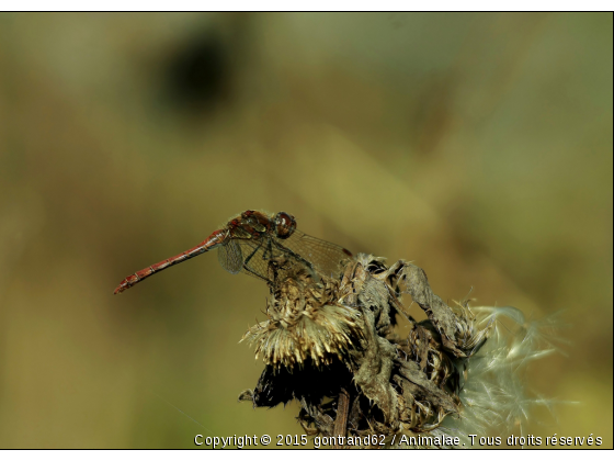 libellule - Photo de Microcosme