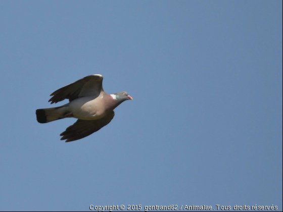 pigeon - Photo de Oiseaux