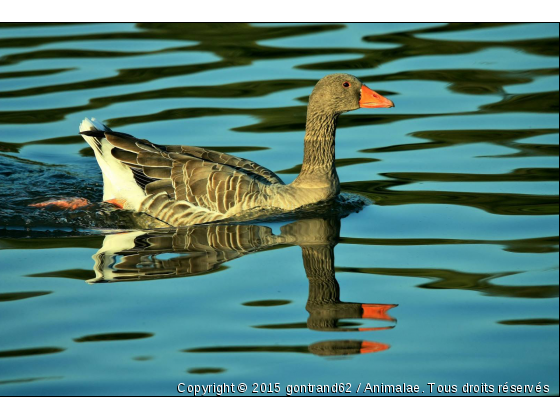 oie - Photo de Animaux Ferme