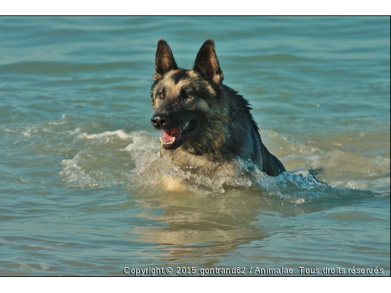 chien - Photo de Chiens