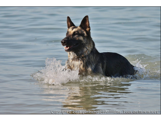 chien - Photo de Chiens