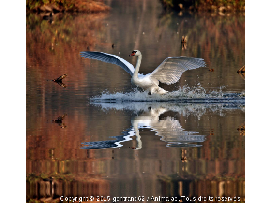 cygne - Photo de Oiseaux