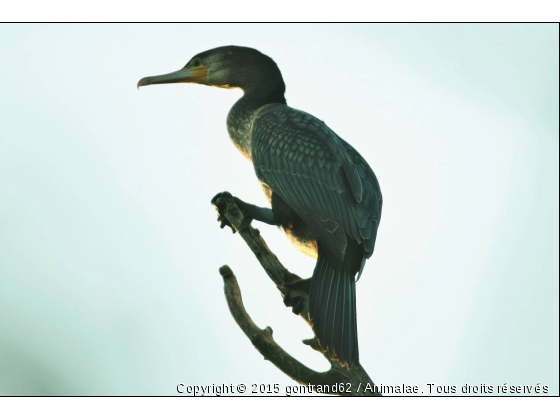 cormoran - Photo de Oiseaux