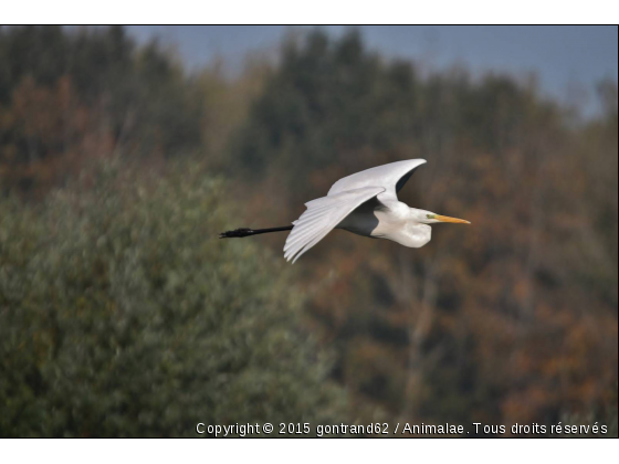 heron - Photo de Oiseaux