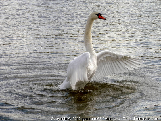 cygne - Photo de Oiseaux