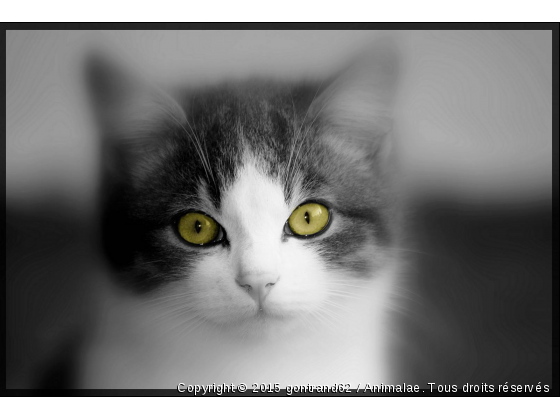 chaton - Photo de Chats