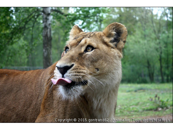 lione - Photo de Animaux sauvages