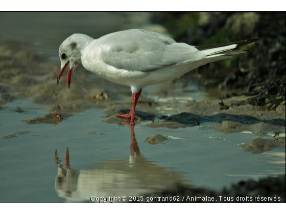 mouette - Photo de Oiseaux