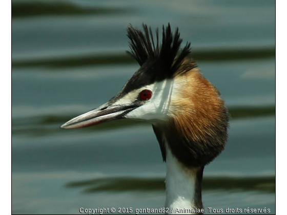 greb - Photo de Oiseaux