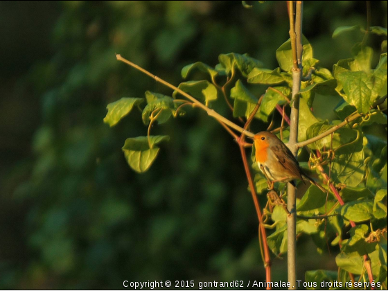 rouge gorge - Photo de Oiseaux