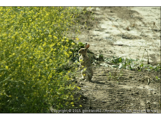 lapin - Photo de Rongeurs