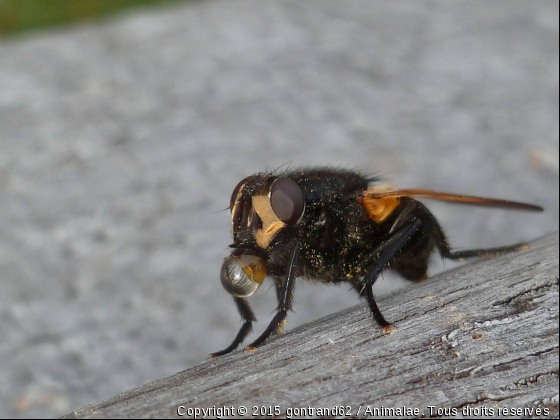 mouche - Photo de Microcosme