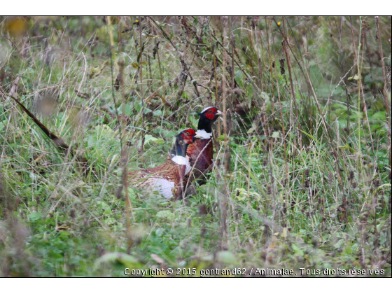 faisan - Photo de Oiseaux