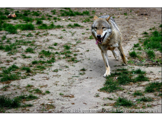 loup - Photo de Animaux sauvages