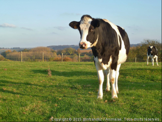 vache - Photo de Animaux Ferme