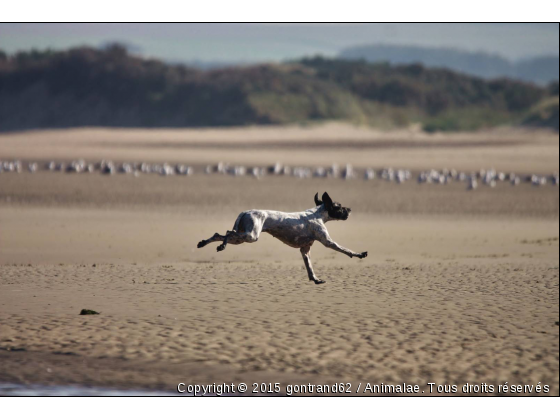 chien - Photo de Chiens