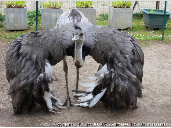 oiseau - Photo de Oiseaux