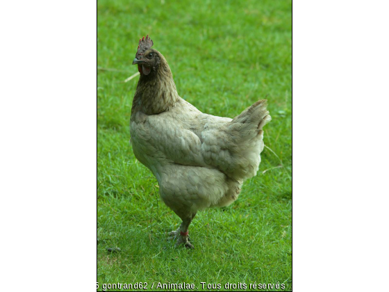 coq - Photo de Animaux Ferme