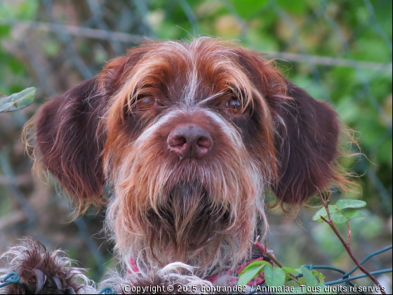 chien - Photo de Chiens